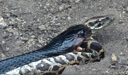 Kinh hãi xem rắn mamba đen 'khủng' nuốt chửng trăn