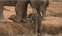 Voi mẹ tìm mọi cách cứu voi con khỏi vũng bùn