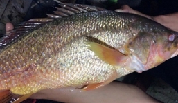 Bắt được cá sủ vàng giá tiền tỷ trên sông Đồng Nai