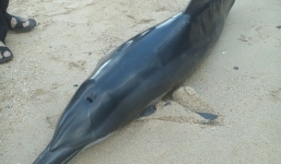 Cá heo nặng 50kg dạt vào Đảo Hoa Lan