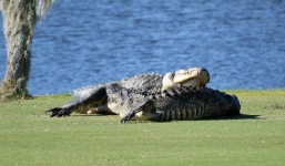 Cặp đôi cá sấu 'quyết chiến' ngay trên sân golf 