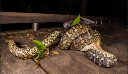 Cận cảnh trăn khổng lồ nuốt chửng con cáo bay 