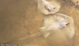 Video: Cậu bé 12 tuổi “đỡ đẻ” cho cá đuối