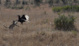 Chim mỏ sừng giáng đòn chí mạng vào đầu báo đốm thoát thân ngoạn mục