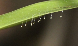 Giỏ lan có hoa ưu đàm được trả giá 300 triệu đồng