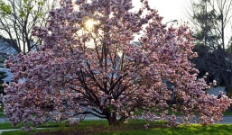 Hoa mộc lan Trung Quốc cao 3m dồn dập về Việt Nam