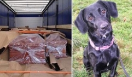 Hy hữu: Xin quan tài khâm liệm xác chó