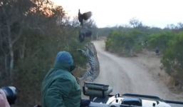 Video báo gấm nhảy lên chộp gà sao trước mũi xe du khách