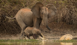 Voi mẹ quyết chiến với cá sấu cứu voi con thoát chết