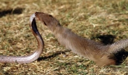 Cầy mangut hạ gục rắn hổ mang chúa với đòn tấn công chí mạng