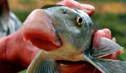 Điểm danh những loài cá có giá đắt hơn vàng