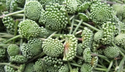 Bà nội trợ 'săn' hoa tam thất tươi gần 1 triệu/kg