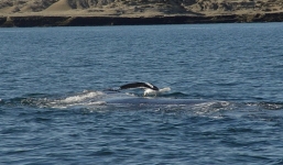 Giải mã nguyên nhân khiến hàng trăm con cá voi chết tập thể