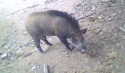 Lợn rừng nặng hơn 100 kg tấn công người ở Quảng Nam