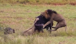 Trâu mẹ liều mình quyết chiến với sư tử bảo vệ bê con mới sinh