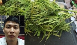 Trồng cần sa rồi rao bán trên mạng xã hội