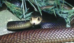 Video: Rắn khủng mamba đen hạ gục con mồi trong nháy mắt