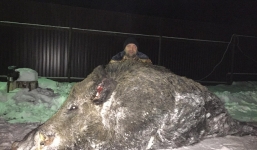 Bắt được chú heo rừng khổng lồ nặng hơn nửa tấn