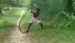 Người đàn ông tay không bắt rắn hổ mang chúa