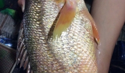 Được tặng cá Sủ vàng có giá trị tiền tỷ