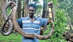 Người bắt 42.000 con rắn bằng tay không, 3000 lần bị rắn độc cắn không chết 