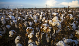 Thêm bằng chứng tố Thổ Nhĩ Kỳ - IS có quan hệ thương mại