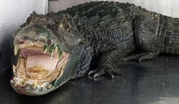 Ăn trộm nhảy xuống hồ trốn cảnh sát bị cá sấu cắn chết