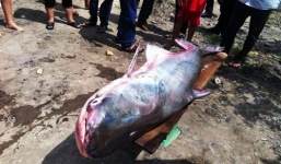 Ngư dân miền Tây 'trúng số' vì bắt được 'thủy quái' nặng 100kg