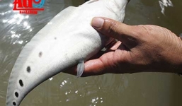 Nuôi cá nàng hai, thu trăm triệu mỗi năm