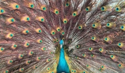 Săn chim công, cá vàng 24k chục triệu biếu sếp