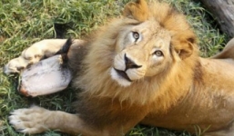 Trả 20 triệu đồng để ngủ với sư tử trong vườn thú