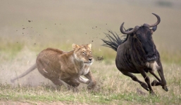 Sư tử cái trắng tay giữa bầy linh dương vì thiếu quyết đoán