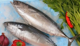 Những đối tượng tuyệt đối không ăn cá ngừ