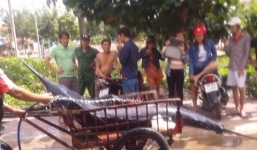  Ngư dân câu được cá thu 'khủng' gần 200kg ở Côn Đảo