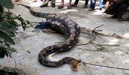 Quảng Nam: Vây bắt trăn khủng dài 5m nuốt chửng bê con