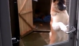 Chú chó đứng bằng hai chân tự mở cửa như người gây sốt cư dân mạng