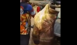 Video: Ngư dân bắt được 'quái ngư' khổng lồ