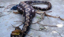 Trăn 'khủng' dài 5m, nuốt chửng bê từng tấn công nhiều gia súc