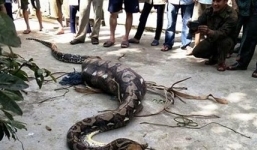 Trăn dài 5 m, nặng 30 kg bị bắt khi vừa nuốt chửng một con bê