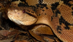 Video: Cận cảnh 'quái thú rừng Amazon'