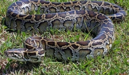 Vụ trăn khủng dài 5m nuốt chửng bê ở Quảng Nam: Làm gì khi gặp trăn gấm?