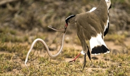 Chim mẹ điên cuồng giết chết rắn hổ mang cứu con