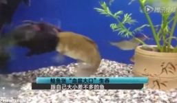 Kinh ngạc cá mèo mồm nuốt chửng cá vàng 'khủng' cùng bể