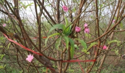 Chưa đến Tết, đào Nhật Tân đã bung nở