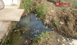 Kinh hãi rau muống tưới bằng nước cống ở Hà Nội