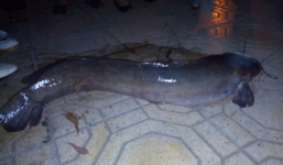 Hà Nội: Câu được cá trê nặng 15 kg gây xôn xao