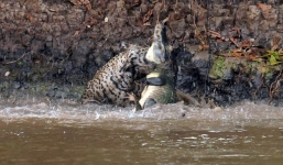 Báo đốm tấn công kịch liệt, xẻ thịt cá sấu ngoạn mục