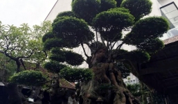 Cây 300 năm tuổi đại gia đổi Camry không bán