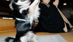 Thú vị chú chó biết chắp tay lạy