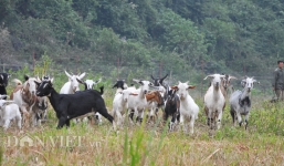 Đại gia Việt lên rừng săn dê tiền triệu ăn Tết